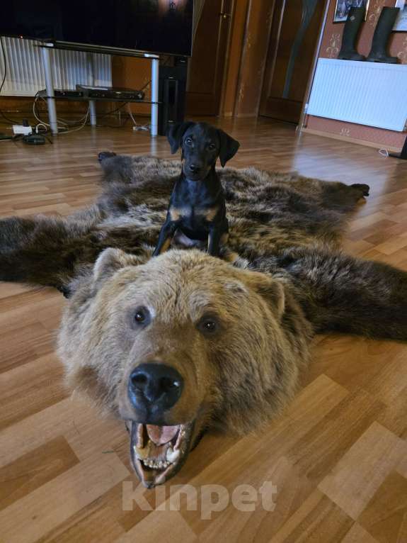 Собаки в Приозерске: Предлагаютcя для бронирования щенки  Мальчик, 20 000 руб. - фото 8