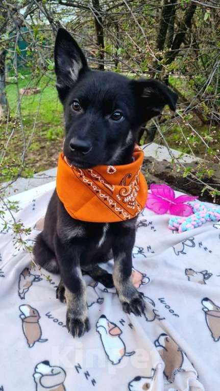 Собаки в Москве: Щенки овчарки в добрые руки Мальчик, Бесплатно - фото 3