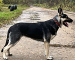 Собаки в Калуге: Восточноевропейская овчарка сука Девочка, 30 000 руб. - фото 2