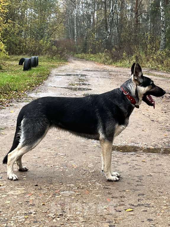 Собаки в Калуге: Восточноевропейская овчарка сука Девочка, 30 000 руб. - фото 2