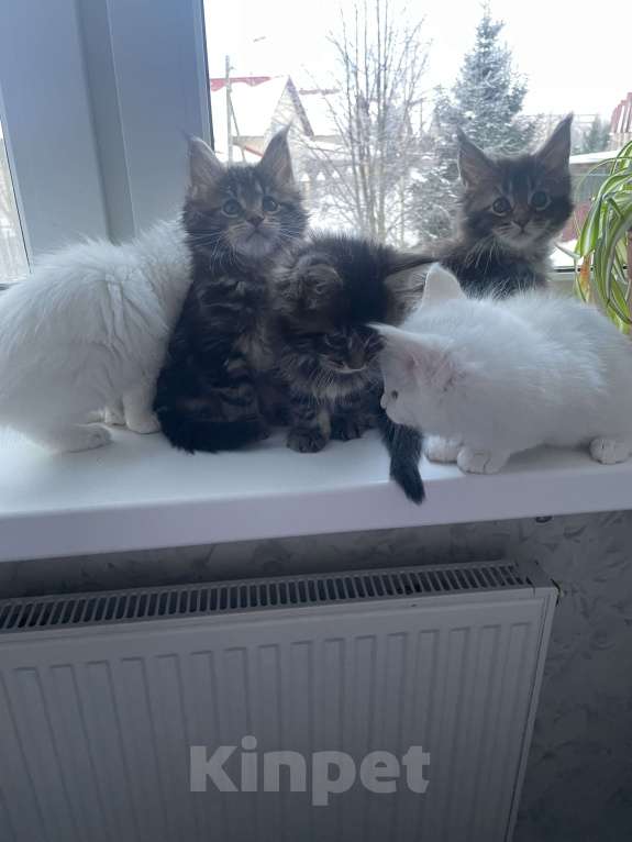 Кошки в Санкт-Петербурге: Мейн-кун чистокровные американцы Девочка, Бесплатно - фото 5