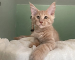 Кошки в Краснодаре: Котенок мейн кун Мальчик, 35 000 руб. - фото 1