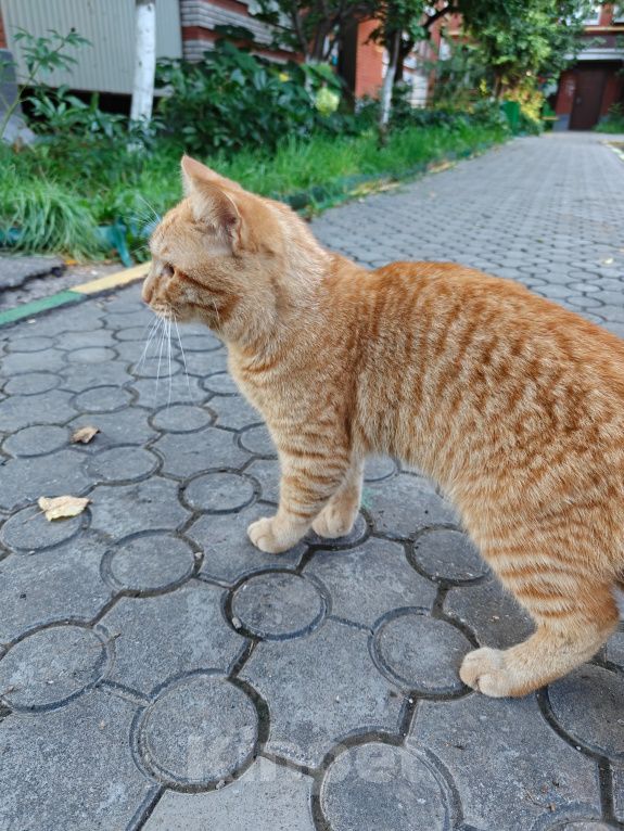 Кошки в Альметьевске: Отдам кота в добрые руки 💖 Мальчик, Бесплатно - фото 5