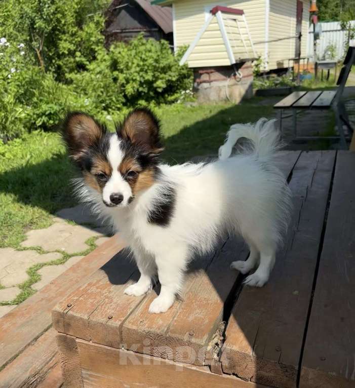 Собаки в Санкт-Петербурге: щенки папийона мальчик Мальчик, 45 000 руб. - фото 5