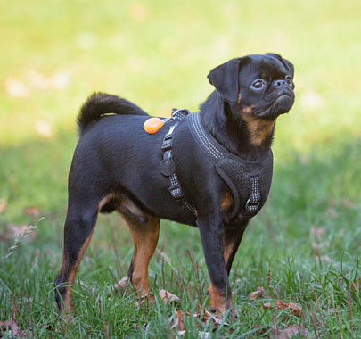 Пти-брабансон