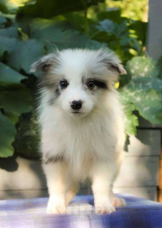 Собаки в Москве: Бордер колли щенки  Мальчик, 50 000 руб. - фото 4