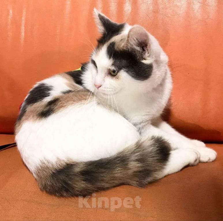 Кошки в Москве: Ласковая трехцветочка Вафелька мечтает стать любимой 🤍 Девочка, Бесплатно - фото 4