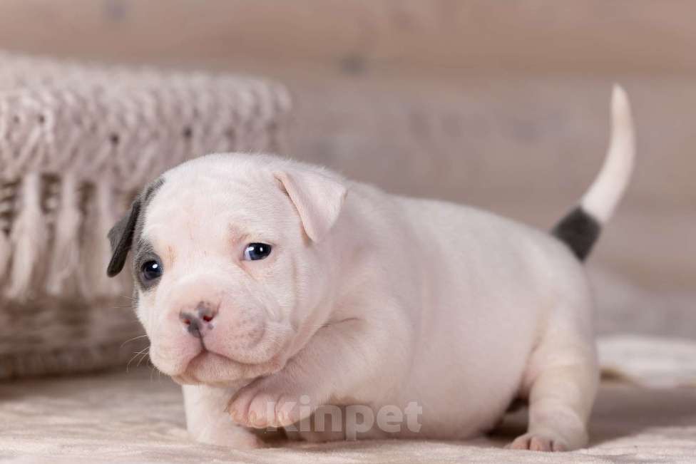 Собаки в Королеве: Американский булли стандарт Девочка, 150 000 руб. - фото 10