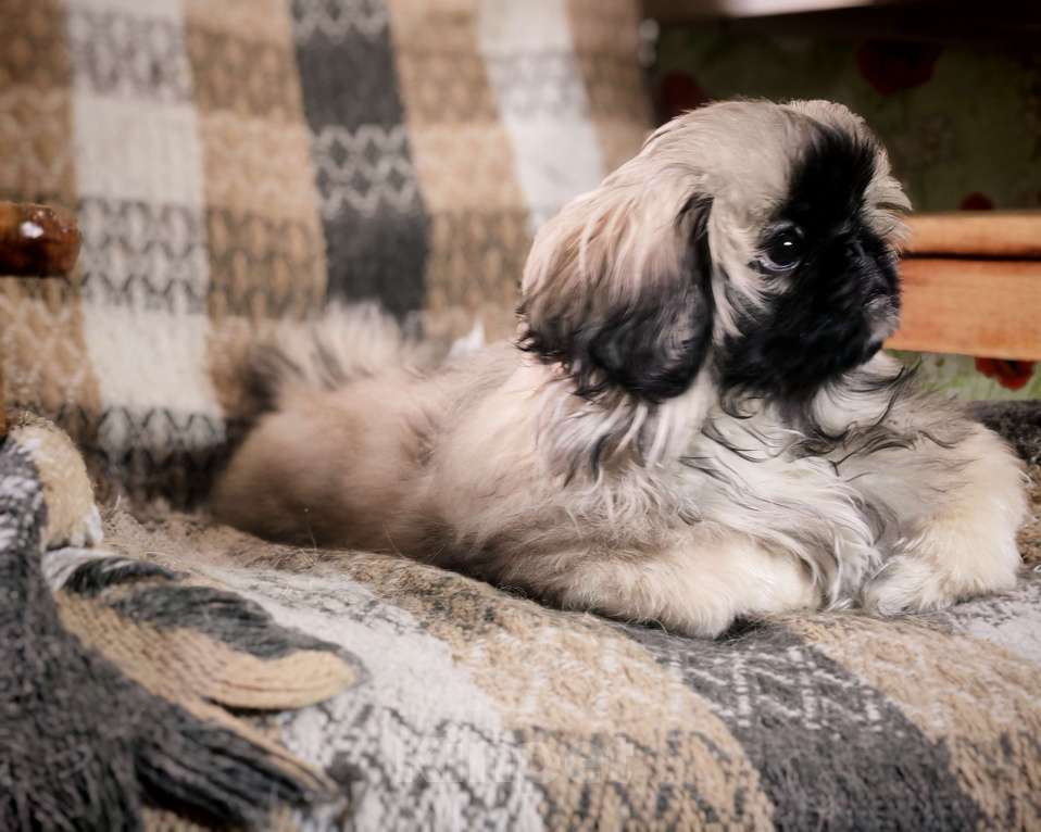 Собаки в Кургане: Щенок пекинеса Мальчик, 18 000 руб. - фото 5