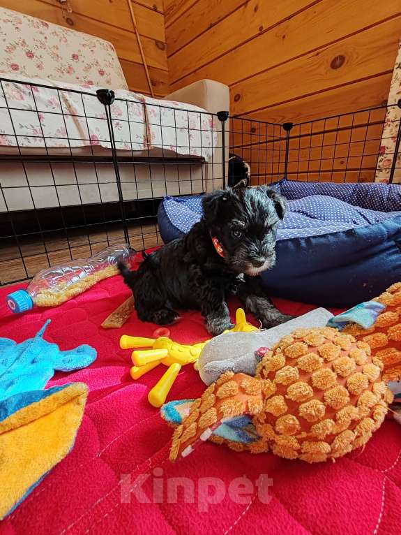 Собаки в Москве: Щенки цвергшнауца окраса черный с серебром. Разнополые, Бесплатно - фото 8