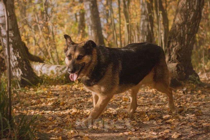 Собаки в Москве: Бейлис ищет дом Девочка, Бесплатно - фото 3