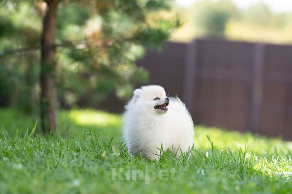 Собаки в других городах Московской области: Девочка Тоша Девочка, 35 000 руб. - фото 5