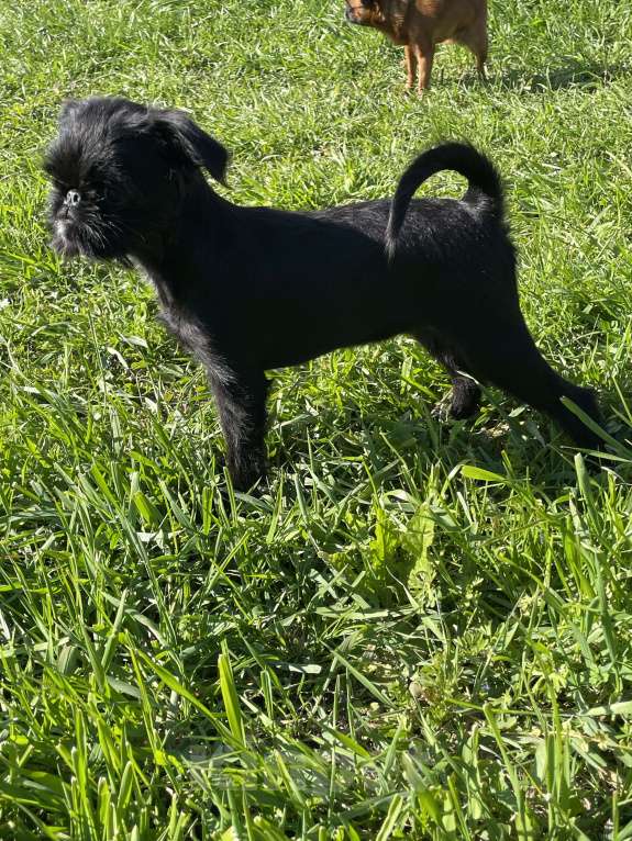 Собаки в Краснодаре: Щенок бельгийского гриффона Девочка, 40 000 руб. - фото 3