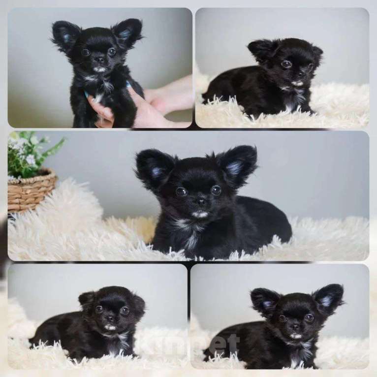 Собаки в Королеве: Чихуа-хуа мини малыш Мальчик, 45 000 руб. - фото 1