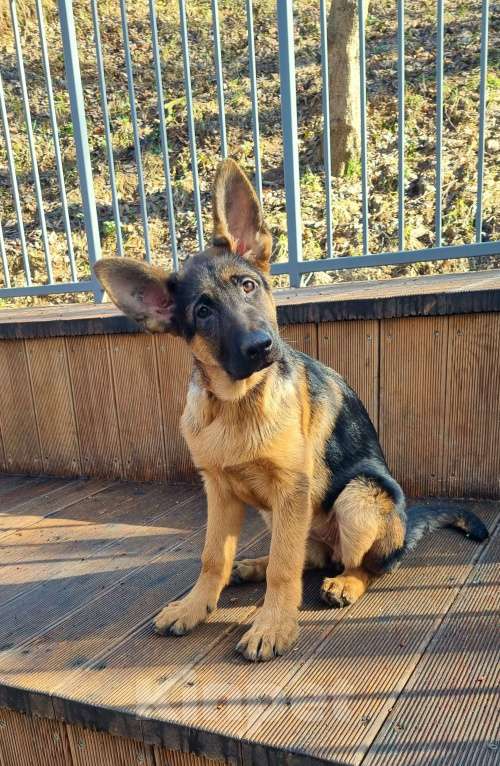 Собаки в Домодедово: Немецкая овчарка Мальчик, Бесплатно - фото 1