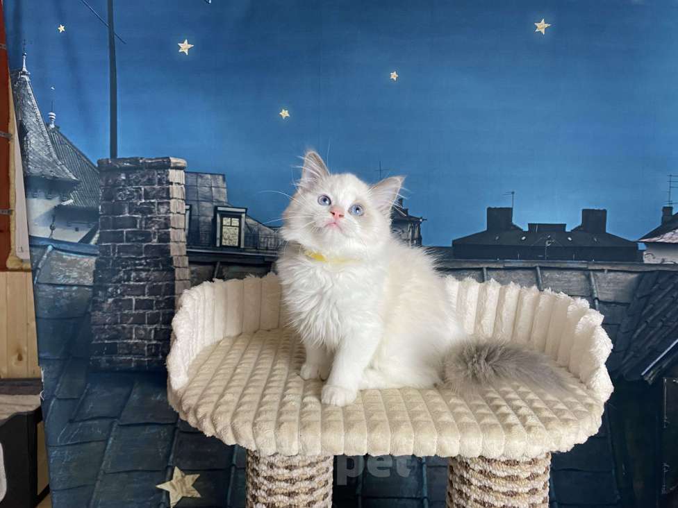 Кошки в Санкт-Петербурге: Котята рэгдолл Девочка, 65 000 руб. - фото 3