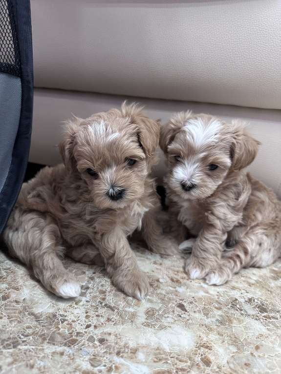 Собаки в других городах Ростовской области: Мальтипу мини Девочка, 150 000 руб. - фото 2