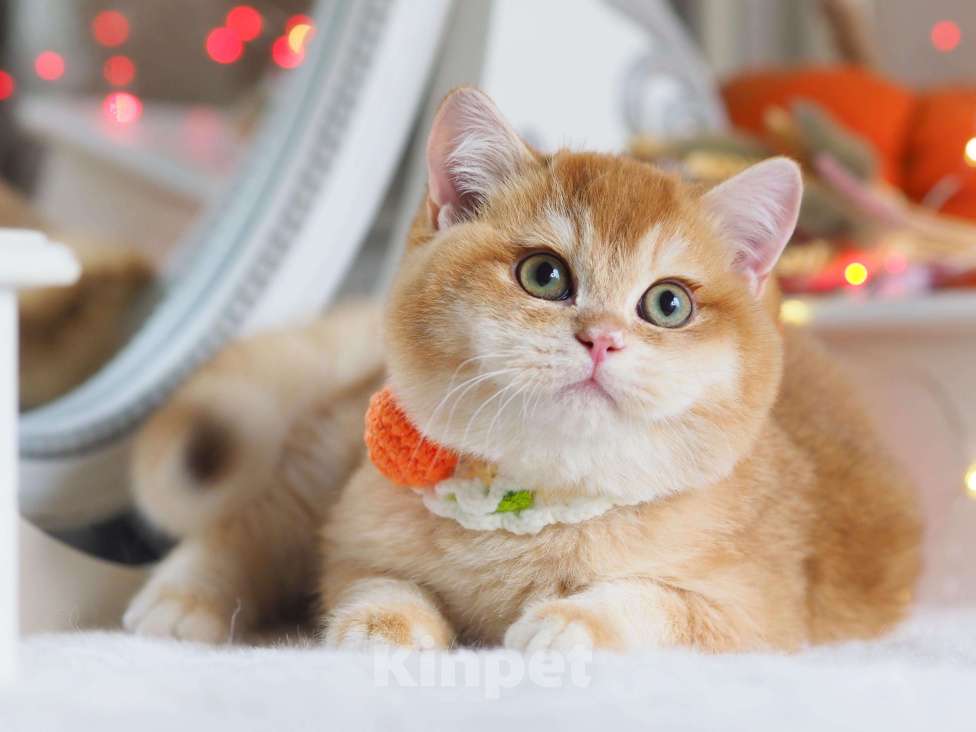 Кошки в Москве: Британский котёнок Джиган Мальчик, 120 000 руб. - фото 3