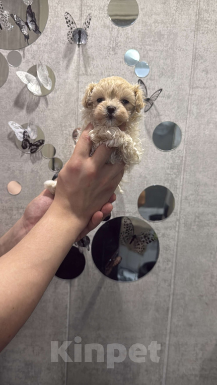 Собаки в Казани: Мальтипу F1 девочки и мальчики  Мальчик, 130 руб. - фото 7