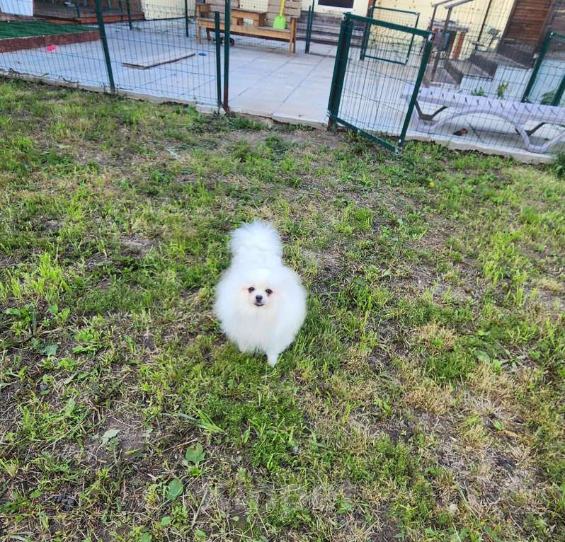 Собаки в Москве: Шпиц померанский девочка айс крем оптически белая питомник Ркф Девочка, 10 000 руб. - фото 1