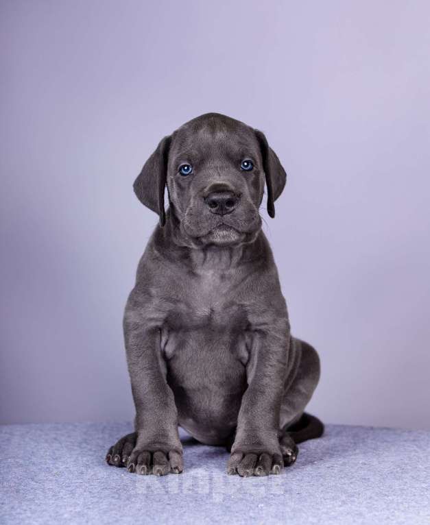 Собаки в Нижнем Новгороде: Немецкий Дог Чемпион Моего Сердца (Розовая лента) Девочка, 100 000 руб. - фото 7