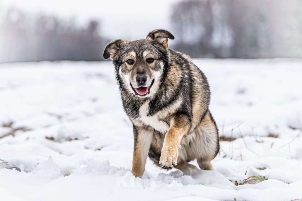 Собаки в Клине: Хэппи — милашка, излучающая свет Девочка, Бесплатно - фото 5
