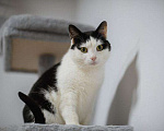 Кошки в Москве: Ласковый котик Джон ищет семью. Мальчик, Бесплатно - фото 2