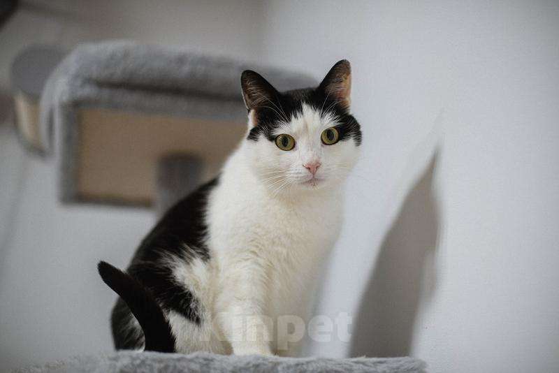 Кошки в Москве: Ласковый котик Джон ищет семью. Мальчик, Бесплатно - фото 2