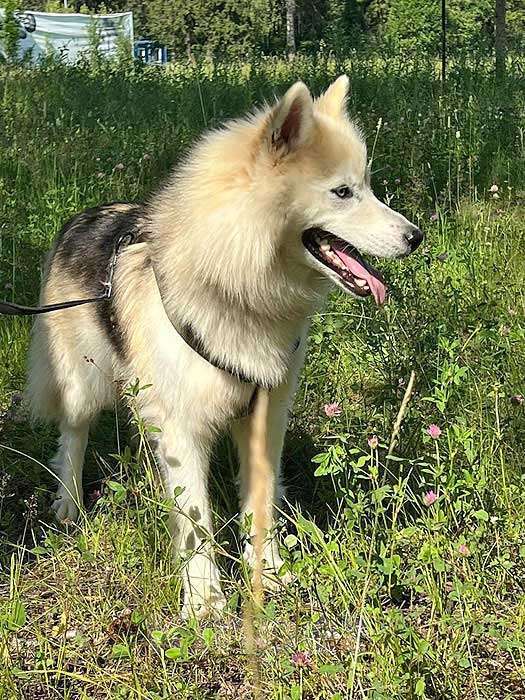 Собаки в Москве: Ищем дом для метиса хаски по имени Альфа Девочка, 10 руб. - фото 4