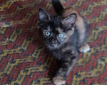 Кошки в Лобне: 🐾 Ищет дом маленький друг! 🐾 Девочка, Бесплатно - фото 2