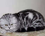 Кошки в Нижнем Новгороде: Шотландские котята, 10 000 руб. - фото 10