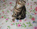 Кошки в Новокубанске: котята, 3 500 руб. - фото 3