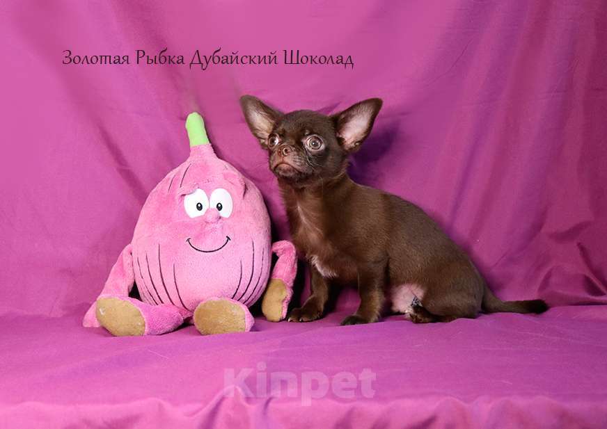 Собаки в Москве: Мальчик чихуахуа шоколадный Мальчик, 40 руб. - фото 3