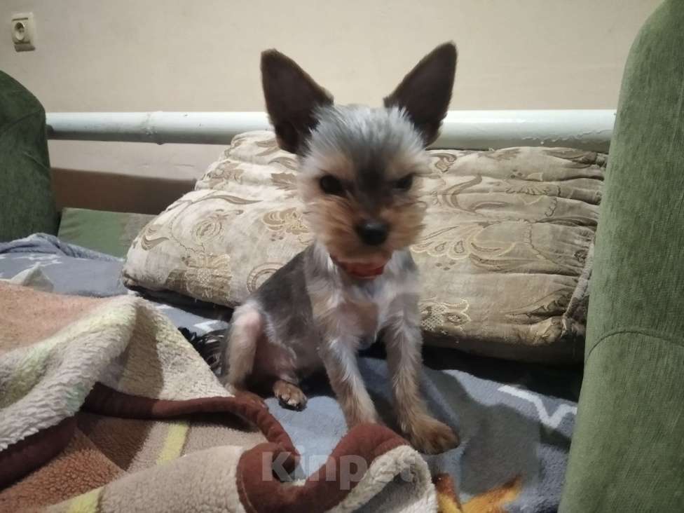 Собаки в других городах Тульской области: Йоркширский терьер Мальчик, 15 000 руб. - фото 2