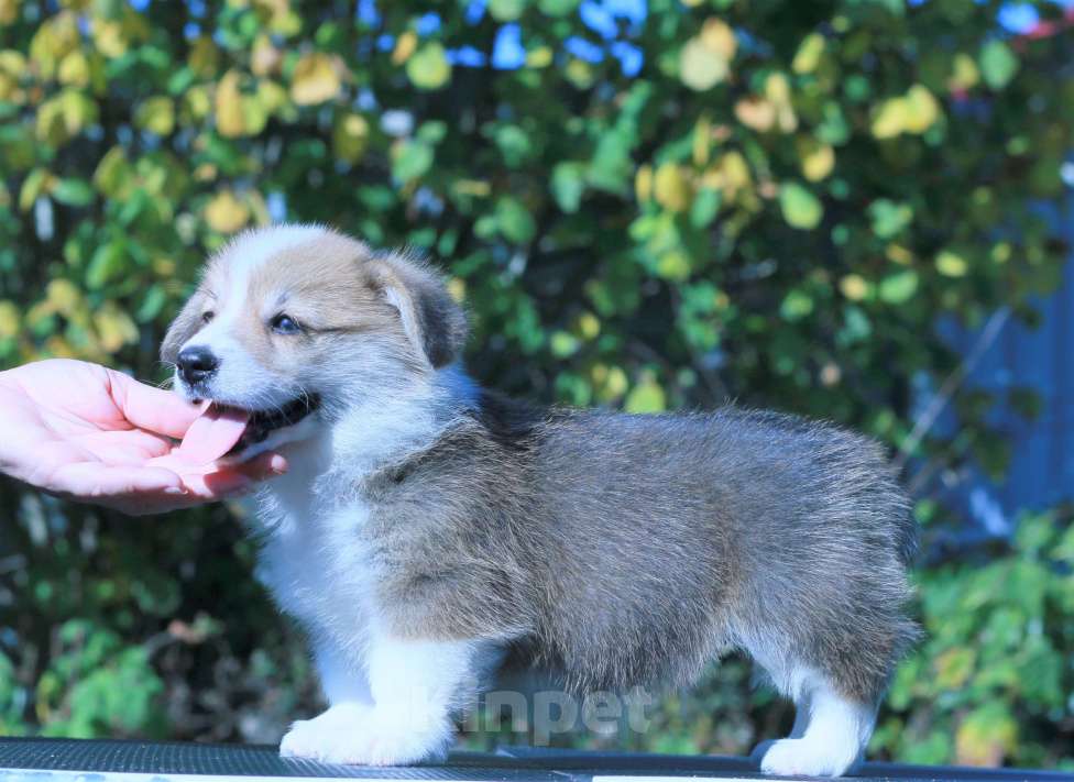 Собаки в Москве: вельш корги пемброк щенки Мальчик, 90 000 руб. - фото 7
