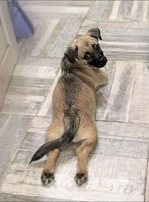 Собаки в Лосином-Петровском: Спарки якутенок в добрые руки Девочка, Бесплатно - фото 1