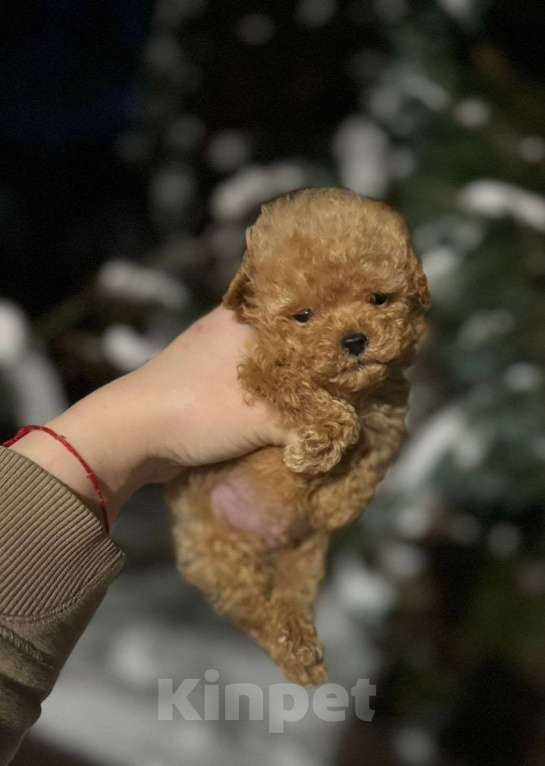 Собаки в Самаре: Кукольные мальтипу Девочка, 70 000 руб. - фото 2