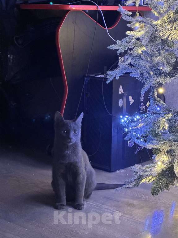 Кошки в Москве: Котенок в добрые руки  Мальчик, Бесплатно - фото 5