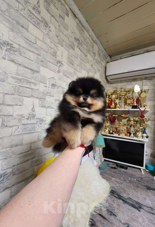 Собаки в Москве: Девочка померанского шпица черно подпалая питомник  РКФ Девочка, Бесплатно - фото 1