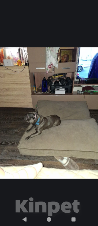 Собаки в Новокузнецке: Джесика Девочка, Бесплатно - фото 3