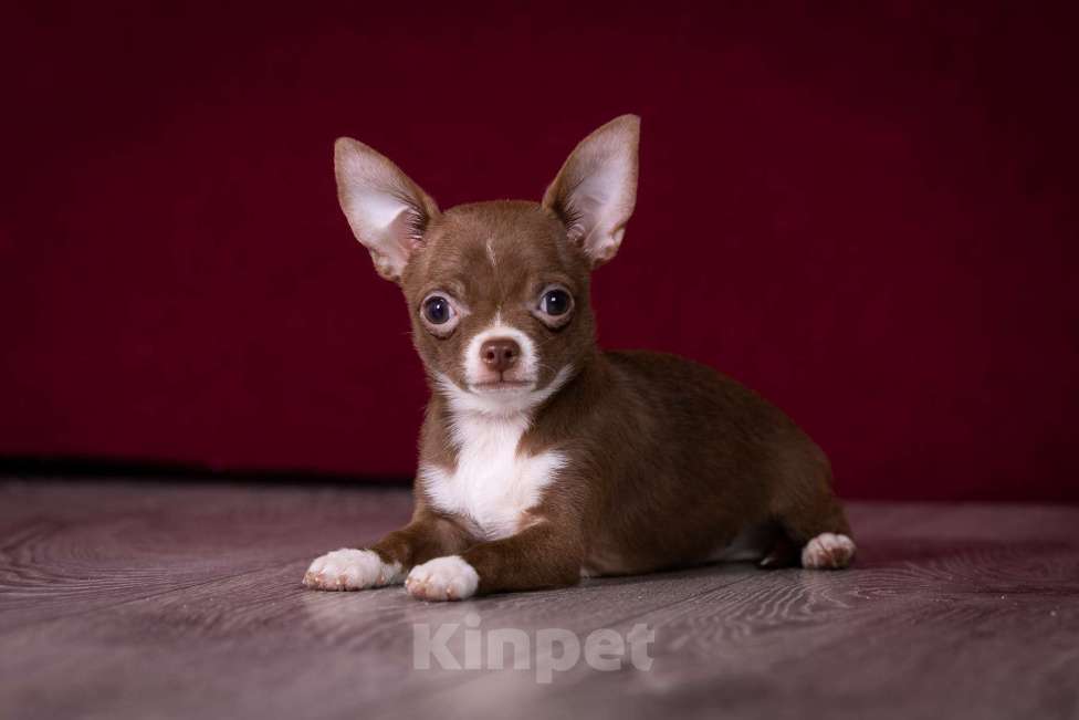 Собаки в Балашихе: Мини мальчик шоколадный чихуахуа  Мальчик, 40 000 руб. - фото 8