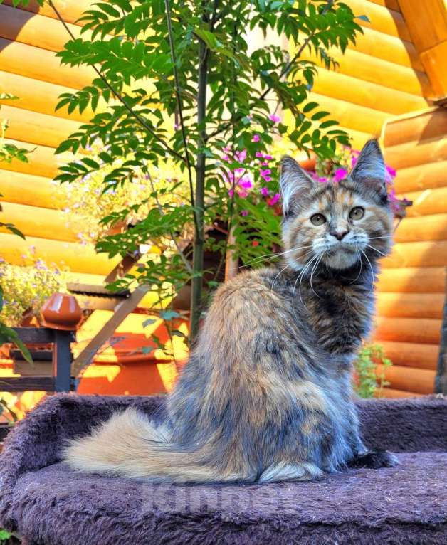 Кошки в Самаре: Кошечка Мейн кун Девочка, 30 000 руб. - фото 1