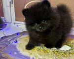 Собаки в Москве: Щенки померанский шпиц, кобель, черный Мальчик, Бесплатно - фото 9