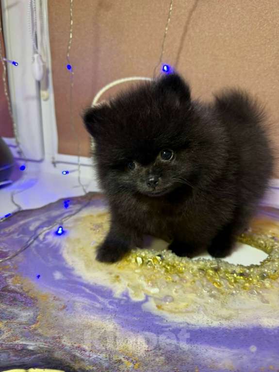 Собаки в Москве: Щенки померанский шпиц, кобель, черный Мальчик, Бесплатно - фото 9