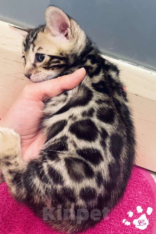 Кошки в Новосибирске: Клубные ласковые бенгальские котята девочки Девочка, 20 000 руб. - фото 3