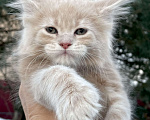 Кошки в Санкт-Петербурге: Котята Мейн Кун  Мальчик, 45 000 руб. - фото 7