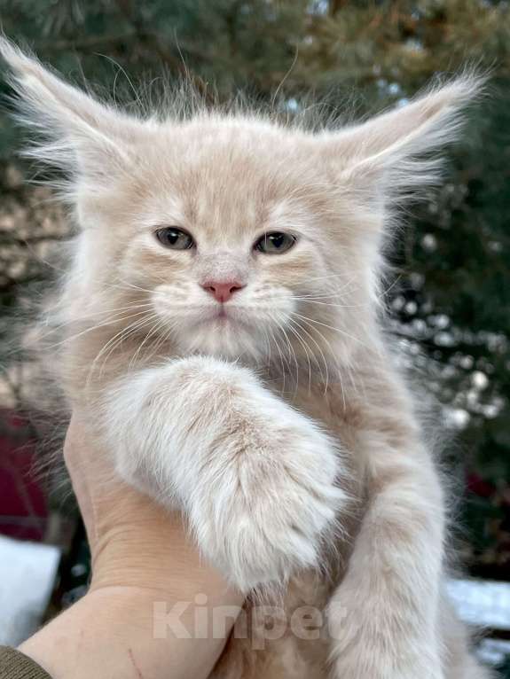 Кошки в Санкт-Петербурге: Котята Мейн Кун  Мальчик, 45 000 руб. - фото 7