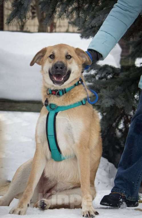 Собаки в Москве: Чудесная Барабулька ищет дом и любящую семью! Девочка, Бесплатно - фото 9