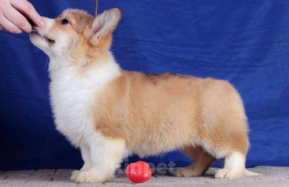 Собаки в Москве: вельш корги пемброк щенки от Интерчемпиона Девочка, 80 000 руб. - фото 5