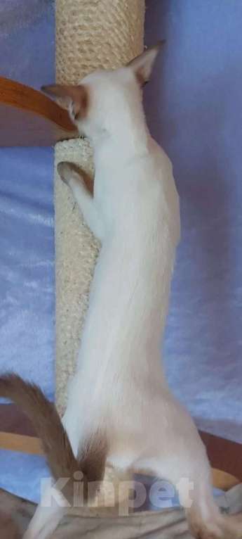 Кошки в Апрелевке: Ориентальная красотка Девочка, 50 000 руб. - фото 5